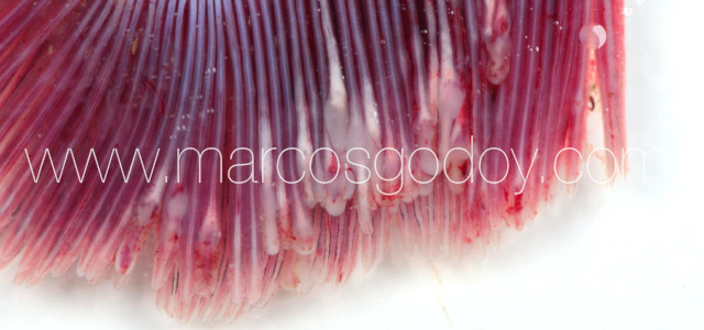 Gill pathology gross XIV