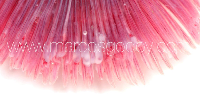 Gill pathology gross XV