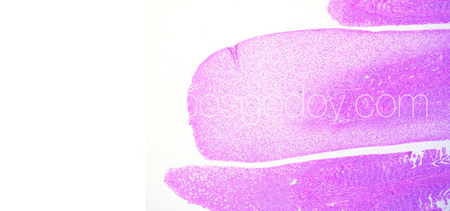 PGD Histology III