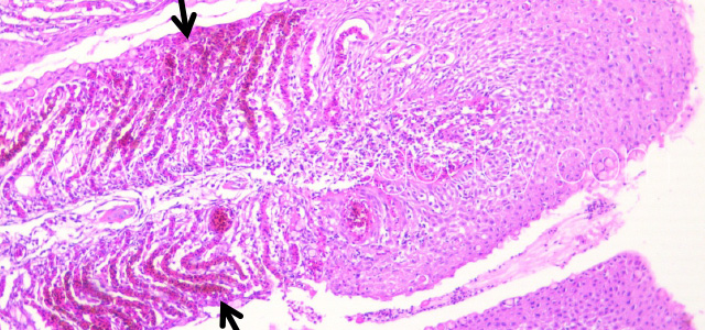 PGD Histology VIII