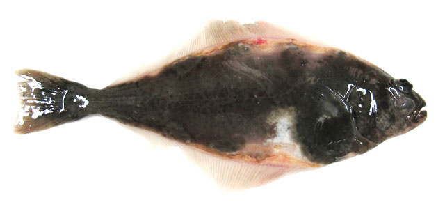 Halibut 1