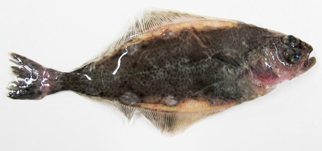 Halibut 11