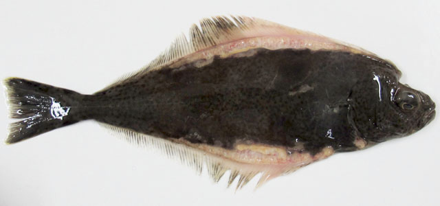 Halibut 13
