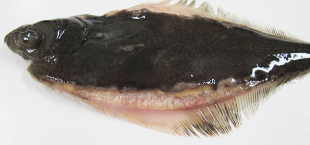 Halibut 15