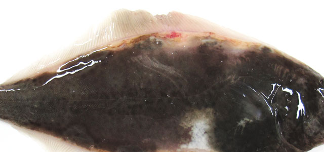 Halibut 3