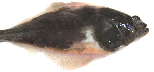 Halibut 5