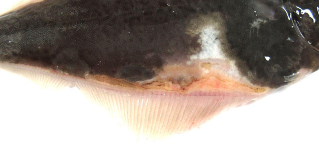 Halibut 6