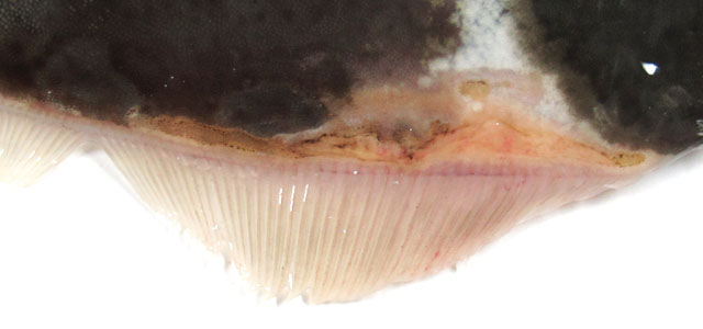 Halibut 7