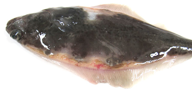 Halibut 8