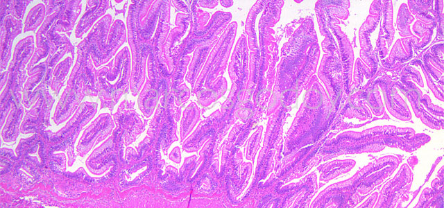 Enteritis Trucha 4x III