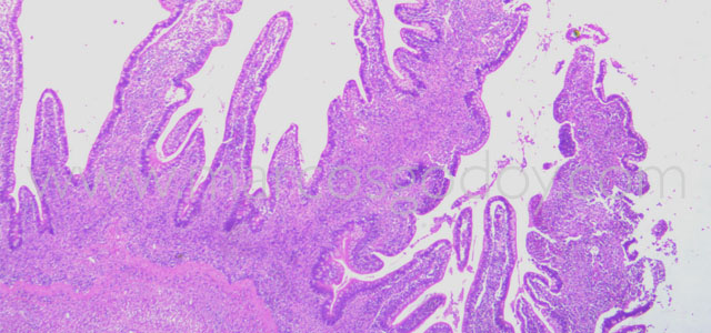 Enteritis Trucha 4x VI