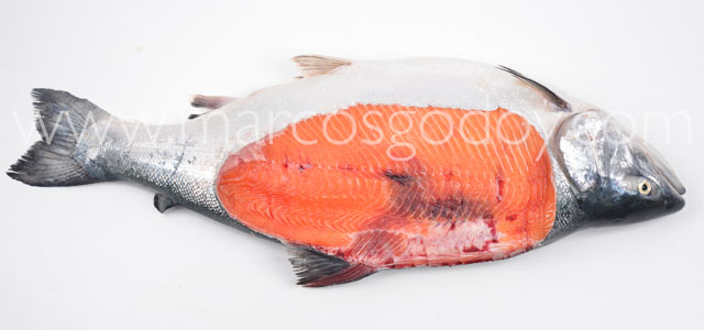 Fractura Salmon coho I