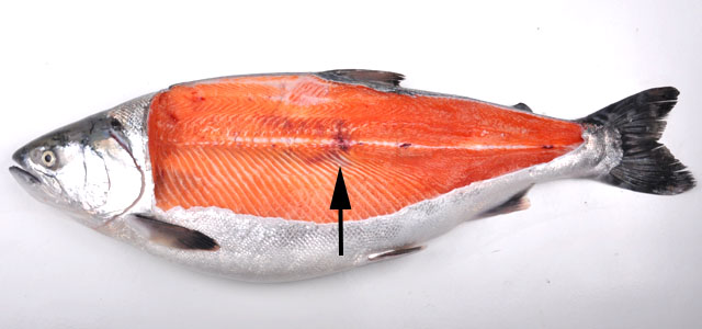 Fractura Salmon coho VII