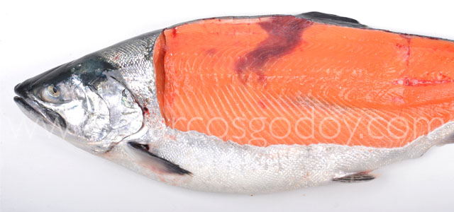 Fractura Salmon coho XI