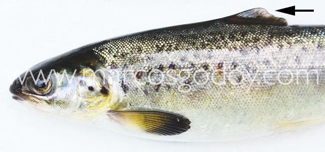 Fin root Atlantic salmon III