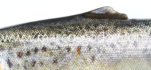 Fin root Atlantic salmon IV