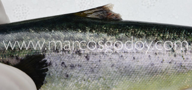 Fin root Atlantic salmon XX