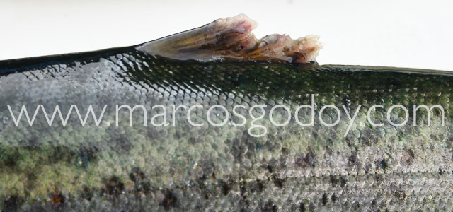 Fin root Atlantic salmon XXII