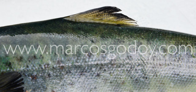 Fin root Atlantic salmon XXV