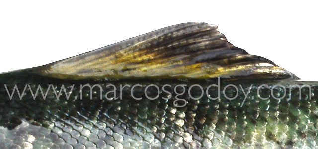 Fin root Atlantic salmon XXX