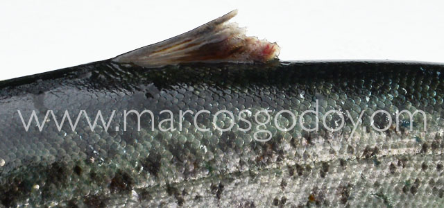 Fin root Atlantic salmon XXXI