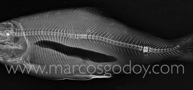 Fusion salmon coho XIII