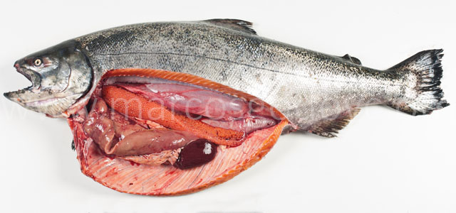 SRS Salmon chinook X