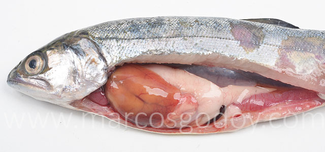 Coho salmon IPN I