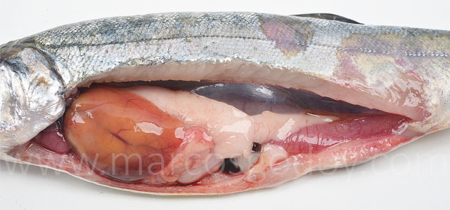 Coho salmon IPN II