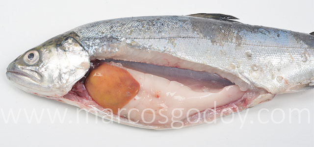 Coho salmon IPN IV