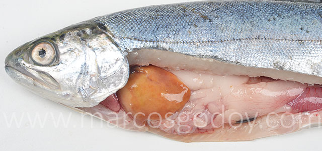 Coho salmon IPN V