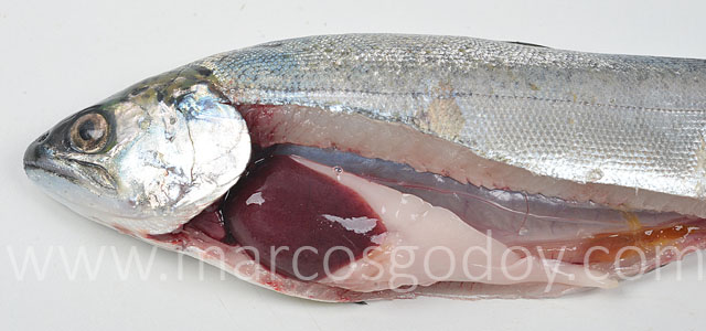 Coho salmon IPN VI