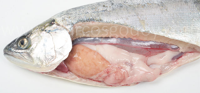 Coho salmon IPN VII