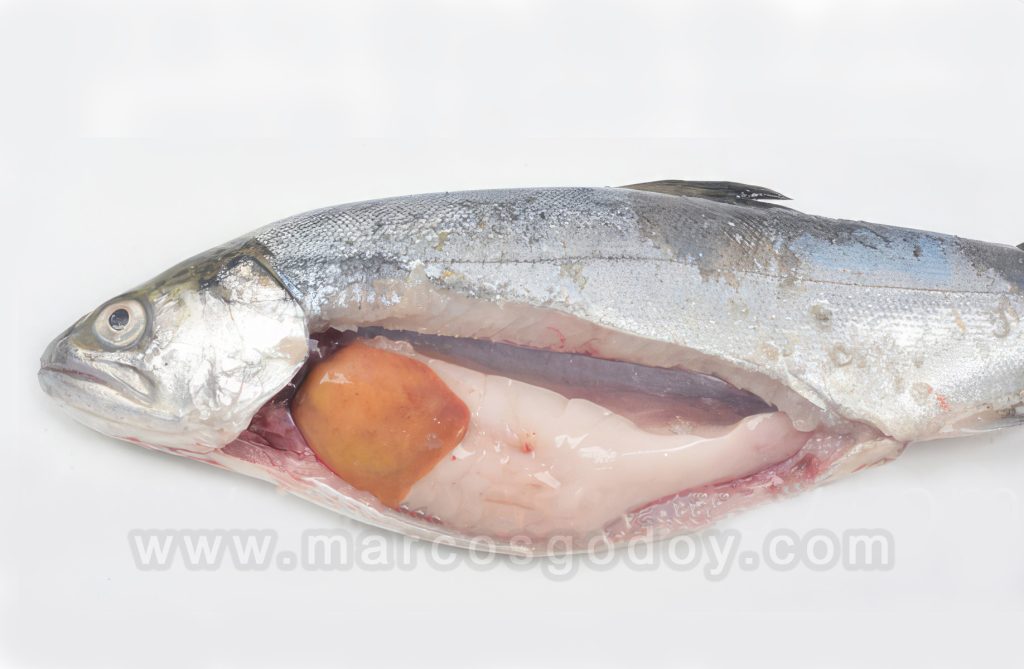 Necrosis pancreática infecciosa en smolt de Salmon coho (Oncorhynchus kisutch): Patología macroscópica