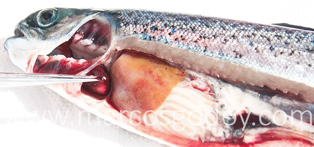 HSMI Salmon del Atlantico IV