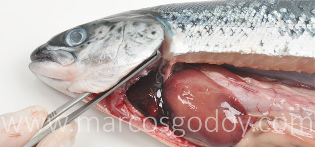 HSMI Salmon del Atlantico XIX