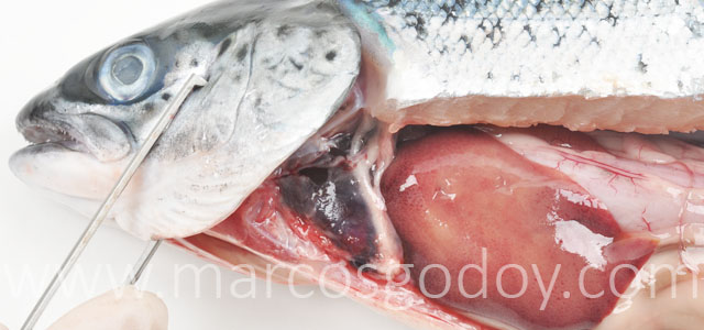 HSMI Salmon del Atlantico XVII