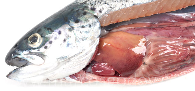 Aplasia septum Atlantic salmon II