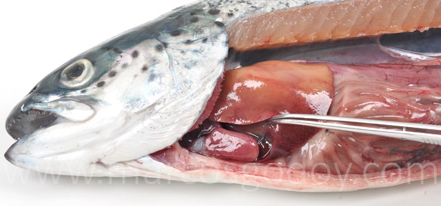 Aplasia septum Atlantic salmon III