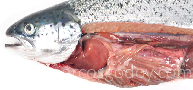 Aplasia septum Atlantic salmon IV