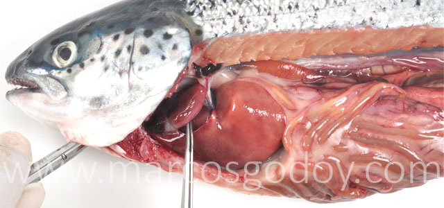 Aplasia septum Atlantic salmon VI