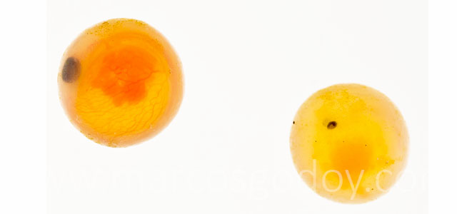 Microftalmia embrionaria III