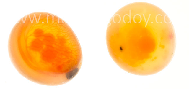 Microftalmia embrionaria IV