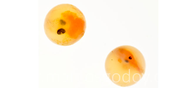 Microftalmia embrionaria V