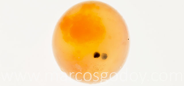 Microftalmia embrionaria VI