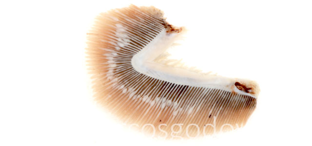 Ameba gross II