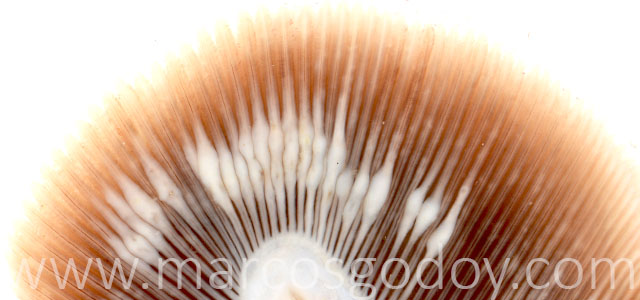 Ameba gross VIII