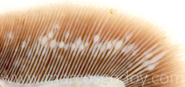 Ameba gross XII