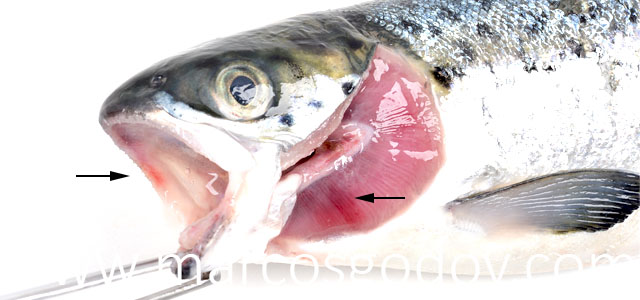 Medusas salar I