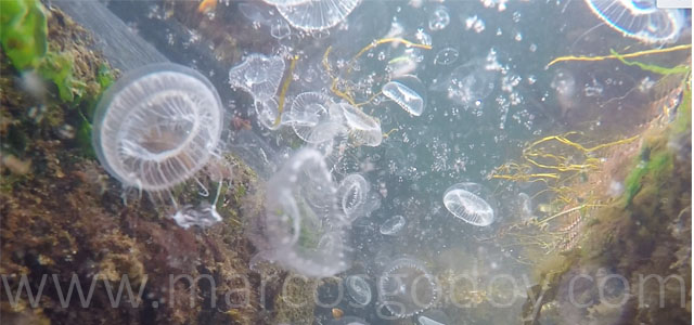 Medusas salar X